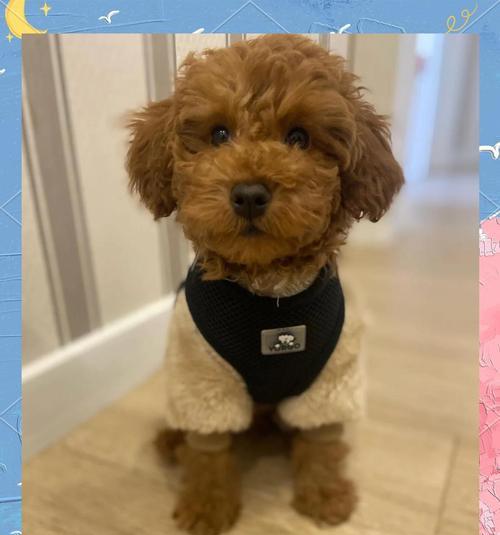 泰迪狗狗吃葡萄的健康风险与应急处理 泰迪狗狗吃葡萄的健康风险与应急处理