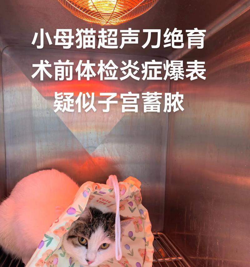 猫子宫蓄脓的危险与治疗时机