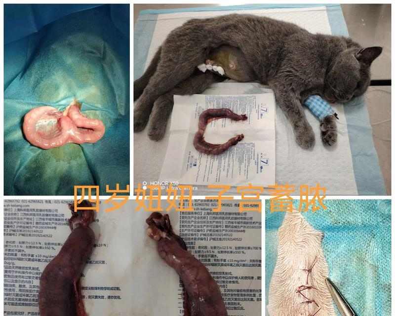 猫子宫蓄脓的危险与治疗时机