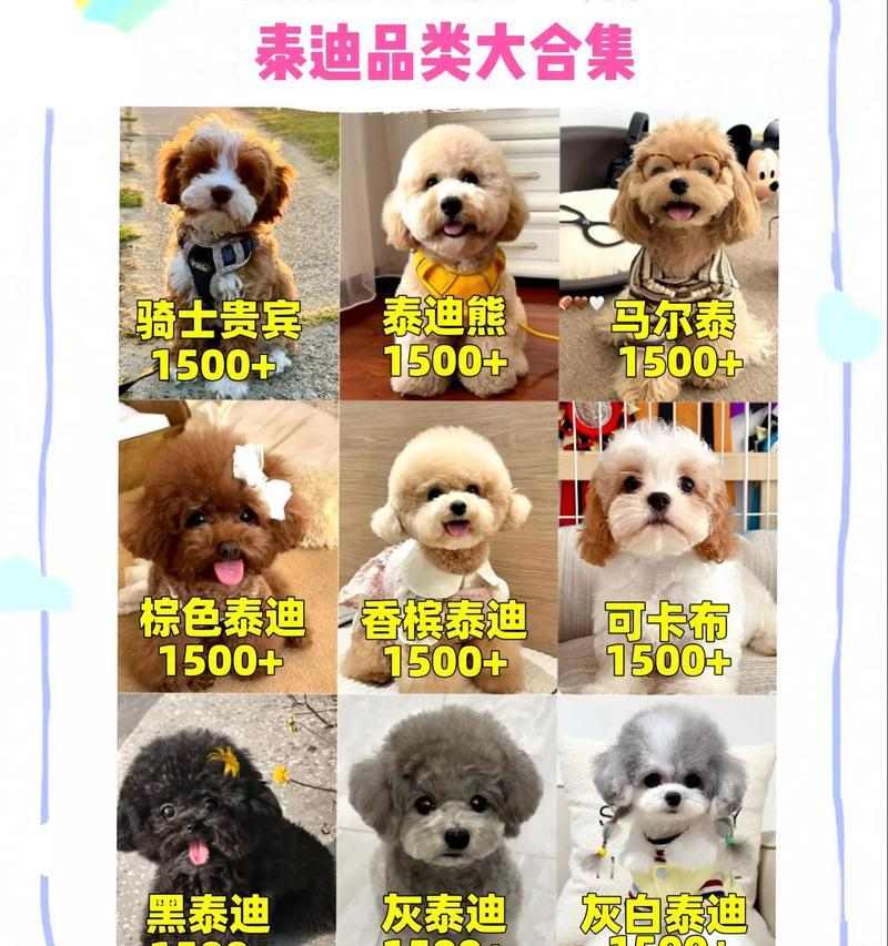 一个月幼犬泰迪科学喂养指南 一个月幼犬泰迪科学喂养指南