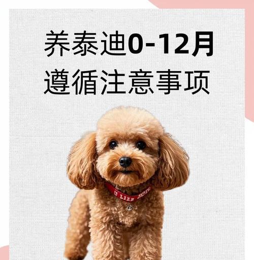 泰迪狗狗吃葡萄的健康风险与应急处理 泰迪狗狗吃葡萄的健康风险与应急处理