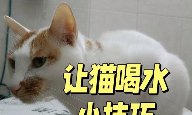 如何提高猫咪饮水量,改善它们的健康状况 如何提高猫咪饮水量,改善它们的健康状况