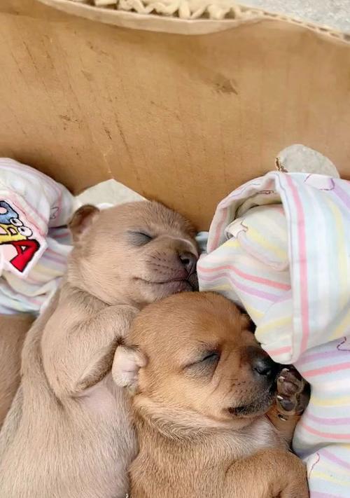 小奶狗夜间安眠指南：打造舒适睡眠环境