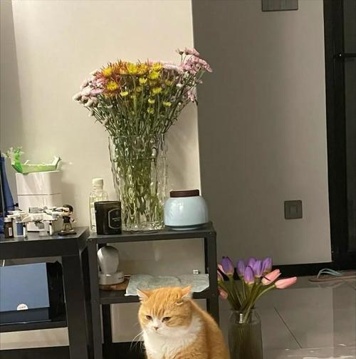 人不在家时猫咪该关笼子吗？平衡自由与安全的关键