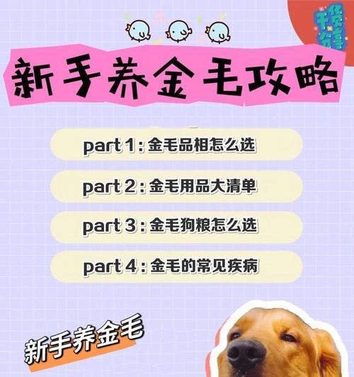 小金毛品相之美：外貌特征与性格品质全解析