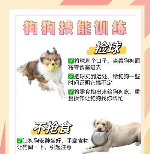 宠物狗技能训练方法与技巧指南 宠物狗技能训练方法与技巧指南