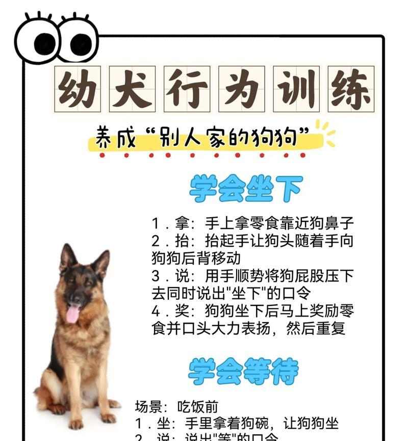 宠物狗技能训练方法与技巧指南 宠物狗技能训练方法与技巧指南