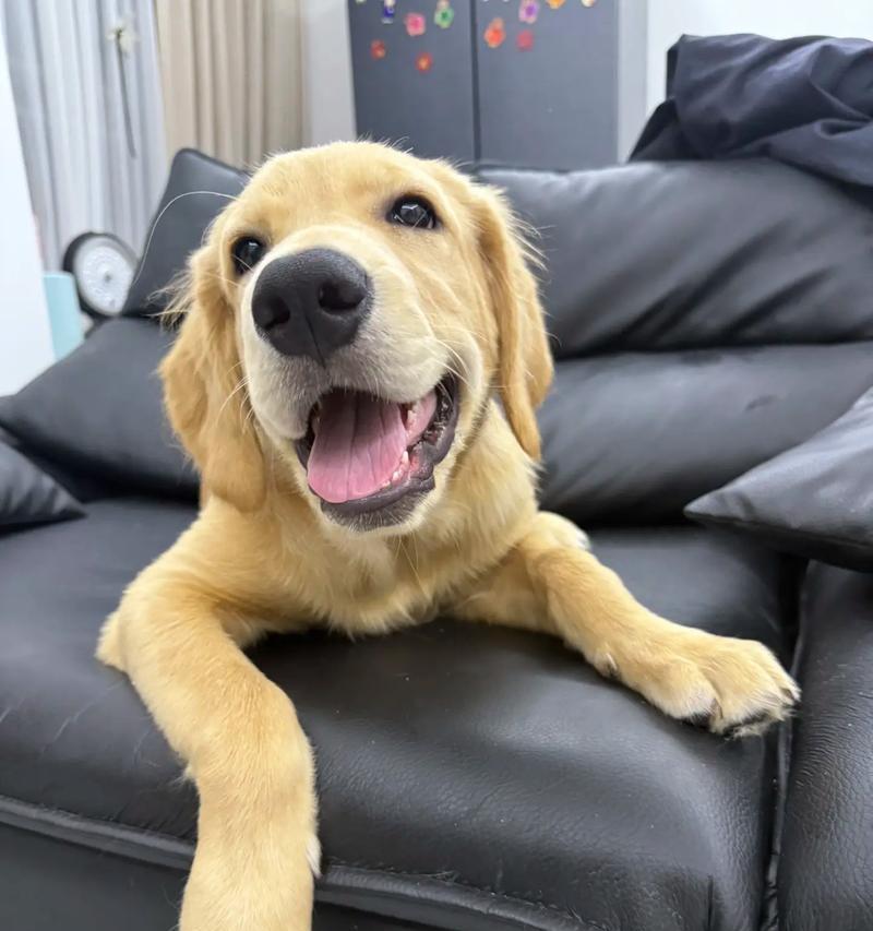 小金毛品相之美：外貌特征与性格品质全解析