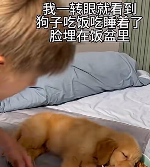 小奶狗夜间安眠指南：打造舒适睡眠环境