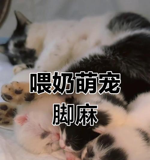 狗狗脚麻的常见原因与治疗预防指南