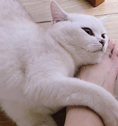 狗狗脚麻的常见原因与治疗预防指南