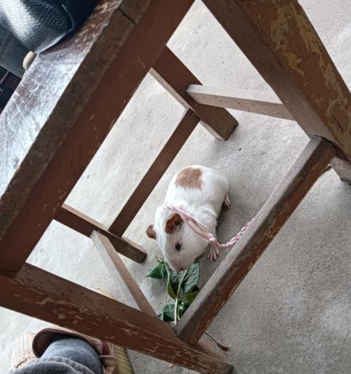 狗狗脚麻的常见原因与治疗预防指南