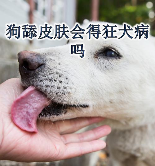 狗狗水土不服的成因与应对策略 狗狗水土不服的成因与应对策略