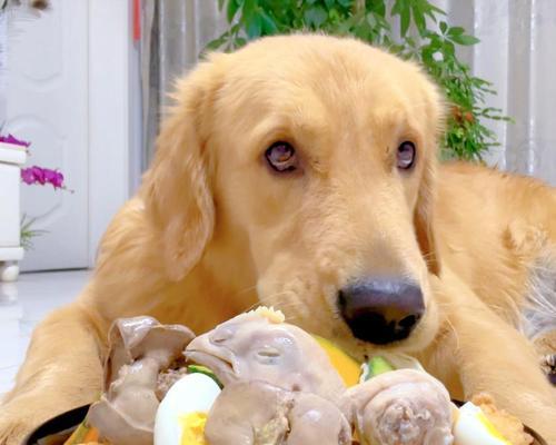 狗狗水土不服的成因与应对策略 狗狗水土不服的成因与应对策略