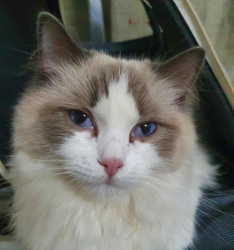 猫咪眼角白色长条黏状物是什么? 猫咪眼角白色长条黏状物是什么?