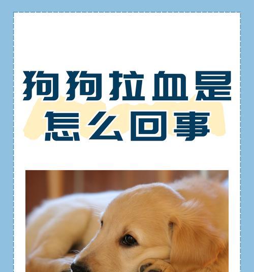 小狗拉屎问题的解决方法与训练技巧