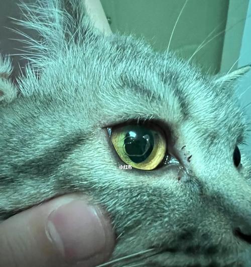 猫咪眼角白色长条黏状物是什么? 猫咪眼角白色长条黏状物是什么?