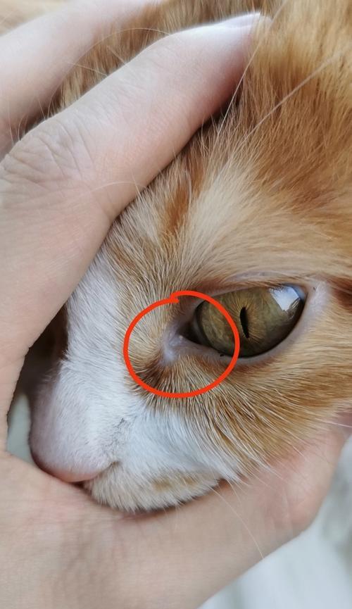 猫咪眼角白色长条黏状物是什么? 猫咪眼角白色长条黏状物是什么?