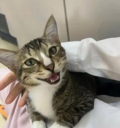 猫咪夜晚长时间叫唤的多种原因解析 猫咪夜晚长时间叫唤的多种原因解析