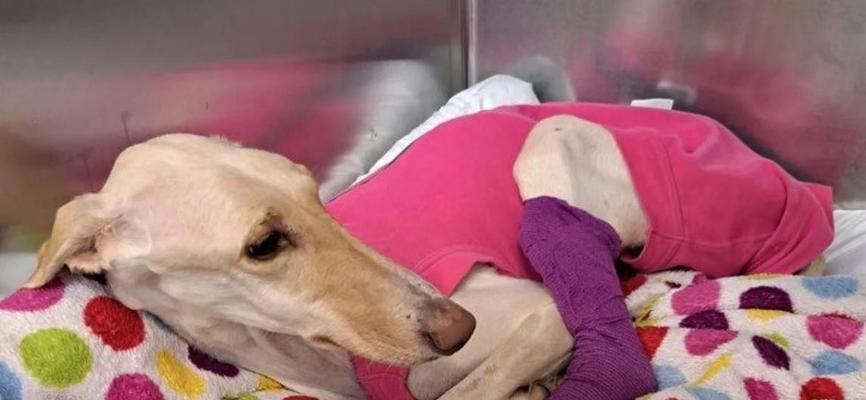 世界最高瘦狗品种的外貌与特征揭秘 世界最高瘦狗品种的外貌与特征揭秘