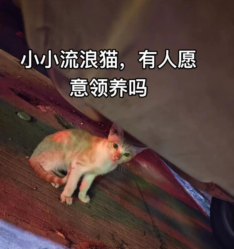 猫咪夜晚长时间叫唤的多种原因解析 猫咪夜晚长时间叫唤的多种原因解析