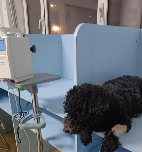 狗狗胰腺炎临死症状及应对措施 狗狗胰腺炎临死症状及应对措施