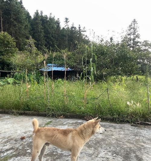 世界最高瘦狗品种的外貌与特征揭秘 世界最高瘦狗品种的外貌与特征揭秘