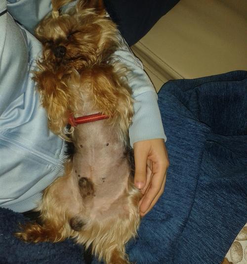 狗狗胰腺炎临死症状及应对措施 狗狗胰腺炎临死症状及应对措施