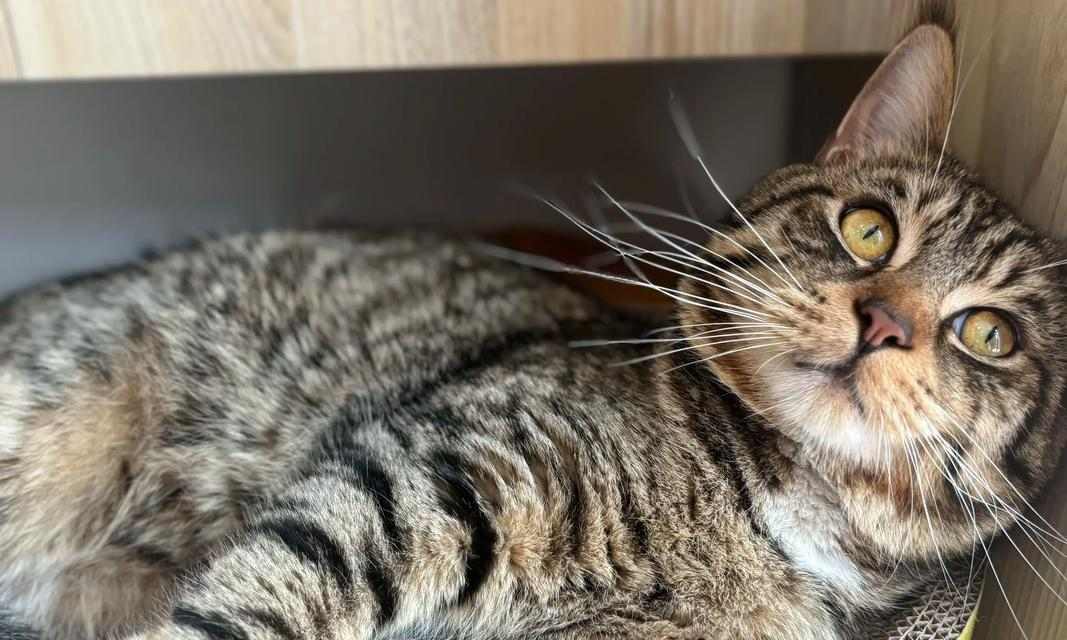 猫咪绝育后更粘人吗?科学解析其行为变化 猫咪绝育后更粘人吗?科学解析其行为变化