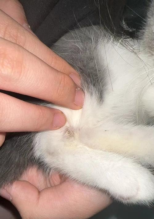 猫咪绝育后更粘人吗?科学解析其行为变化 猫咪绝育后更粘人吗?科学解析其行为变化