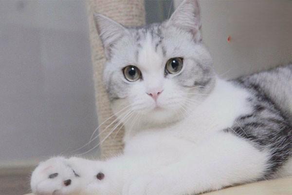 犬猫卵巢肿瘤治疗方法解析 犬猫卵巢肿瘤治疗方法解析