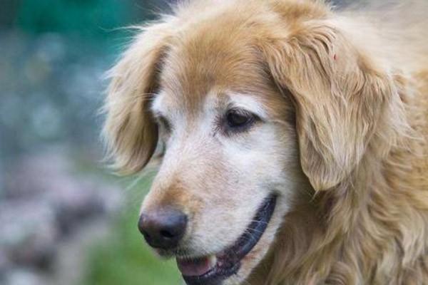 犬猫胰腺肿瘤治疗与症状解析