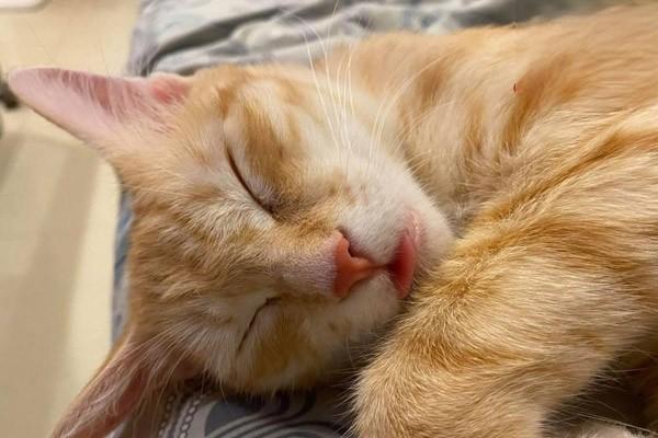 犬猫脾脏肿瘤症状与治疗方案