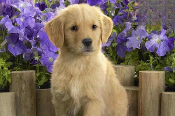 犬猫胃肠道腺瘤症状与治疗方案 犬猫胃肠道腺瘤症状与治疗方案