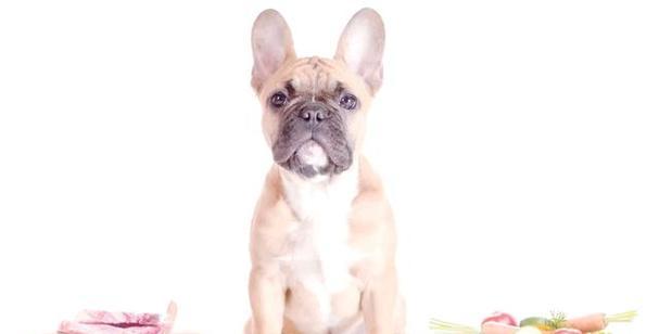 宠物狗常见重疾病全攻略:14种致命病症识别与预防指南 宠物狗常见重疾病全攻略:14种致命病症识别与预防指南