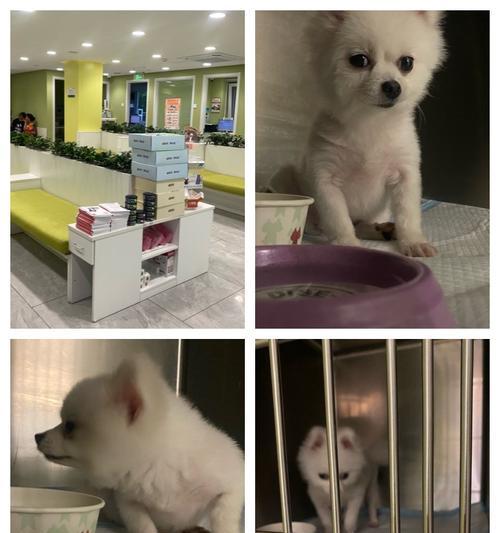 宠物狗常见重疾病全攻略:14种致命病症识别与预防指南 宠物狗常见重疾病全攻略:14种致命病症识别与预防指南