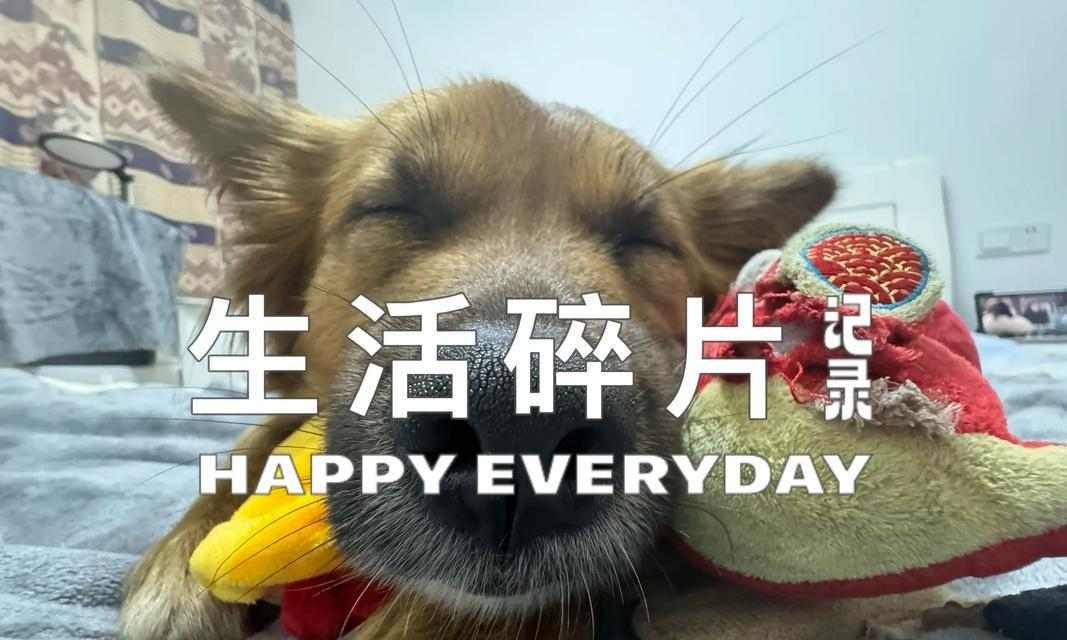 狗狗洗澡最佳时间与频率指南，科学护理让爱宠更健康