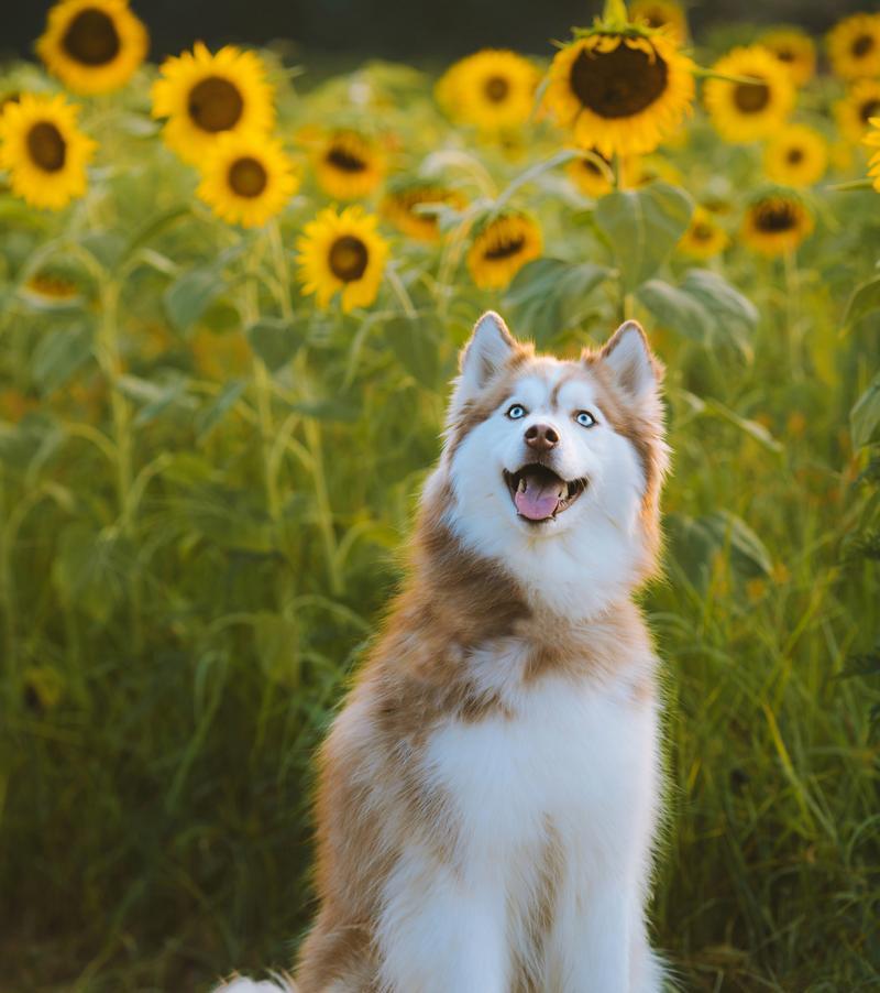 狗狗洗澡最佳时间与频率指南，科学护理让爱宠更健康