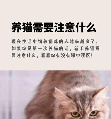 猫咪养护全攻略：15个关键要点守护爱猫健康