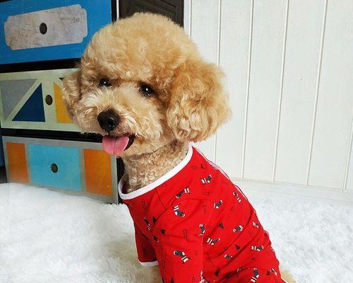 幼犬断奶期喂养指南：从母乳到固体食物的科学过渡方法