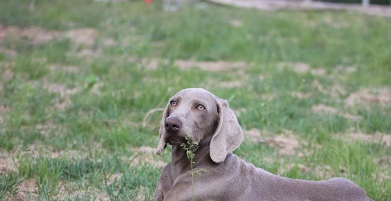 6个月大狗狗科学喂养指南：饮食需求与喂养技巧详解