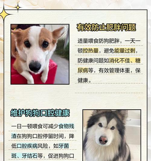 6个月大狗狗科学喂养指南：饮食需求与喂养技巧详解