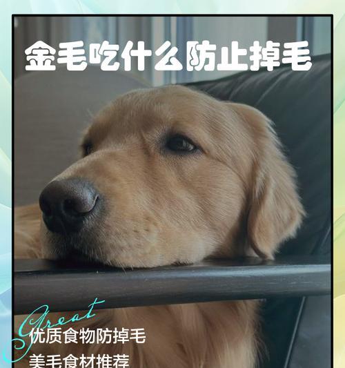 金毛幼犬饮食搭配全攻略，科学喂养健康成长