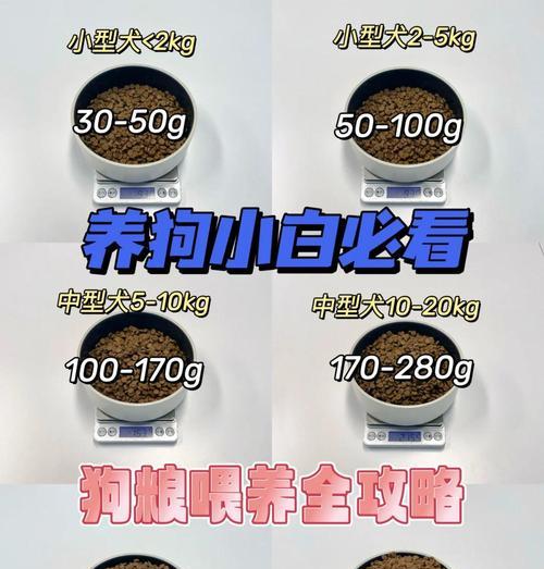 6个月大狗狗科学喂养指南：饮食需求与喂养技巧详解