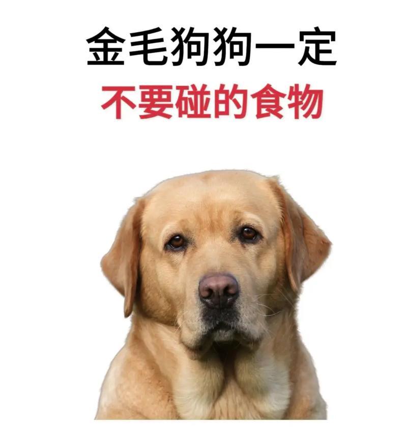 金毛幼犬饮食搭配全攻略，科学喂养健康成长