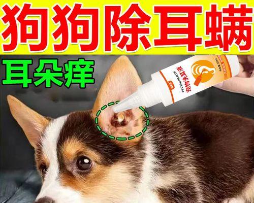 柯基耳朵耳螨怎么治？15个有效解决方案全攻略