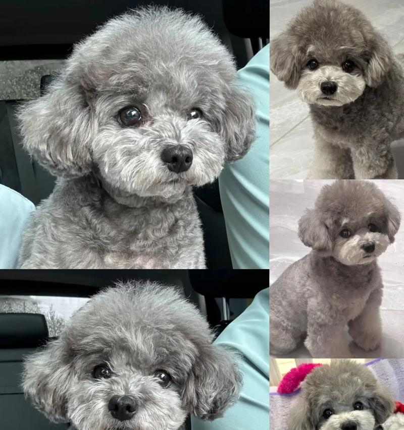 泰迪狗断奶时间指南：幼犬健康成长的关键时机