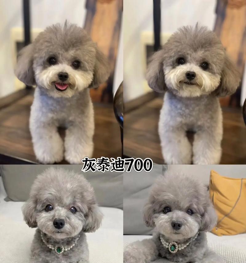 泰迪狗断奶时间指南：幼犬健康成长的关键时机