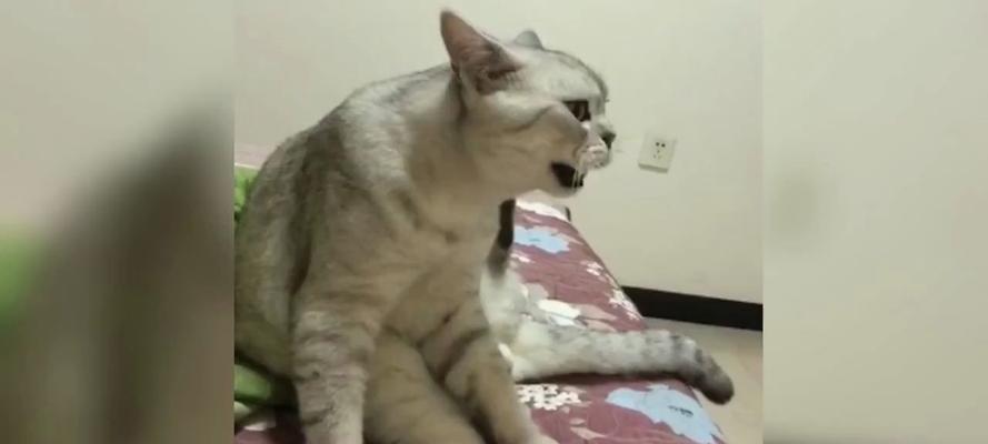 猫咪内心世界揭秘：它们如何用独特语言与人类沟通交流