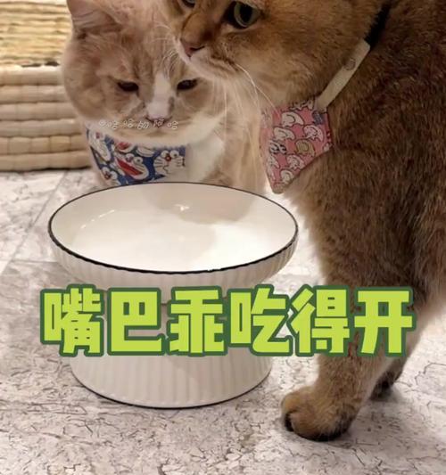 猫咪内心世界揭秘：它们如何用独特语言与人类沟通交流